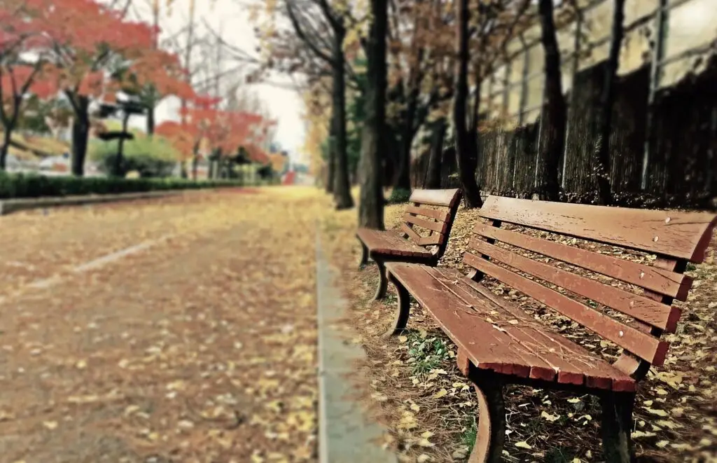 Image of two park benches in the fall time with leaves around them